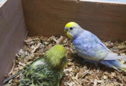 小鹦鹉视频,萌宠互动，欢乐无限